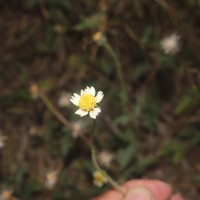 Tridax